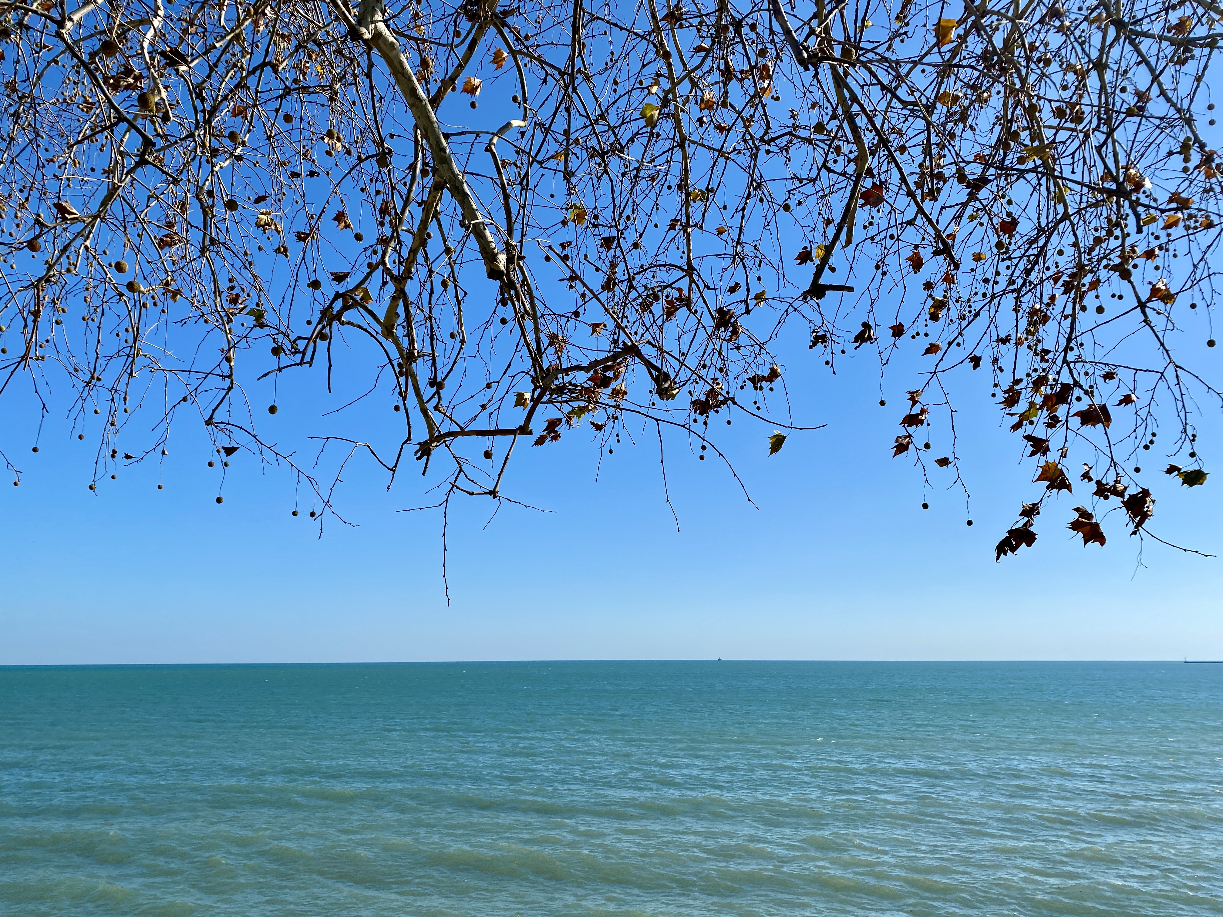 A wide pale green lake with soft waves and a deep blue sky behind tree branches, almost free of leaves, dipping down