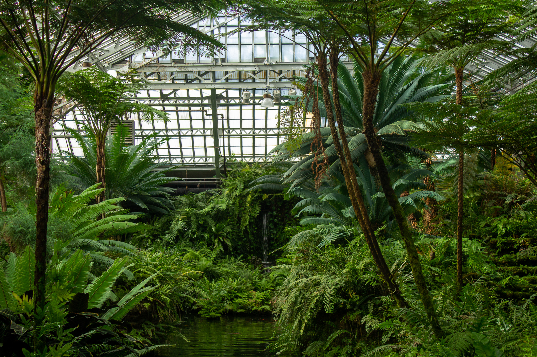 Interior of conservatory with large ferns, palm trees and a central pond