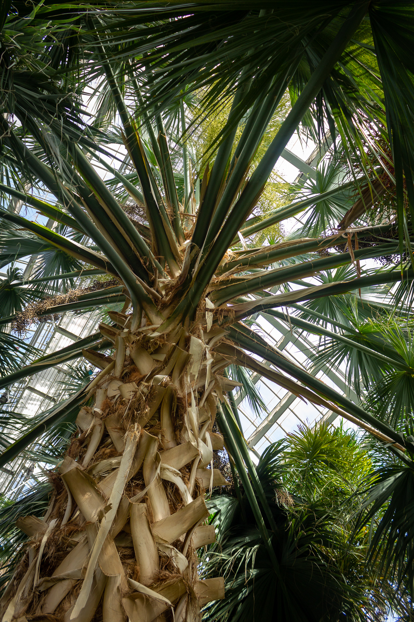 Looking up at the trunk and branching leaves of a tall palm tree