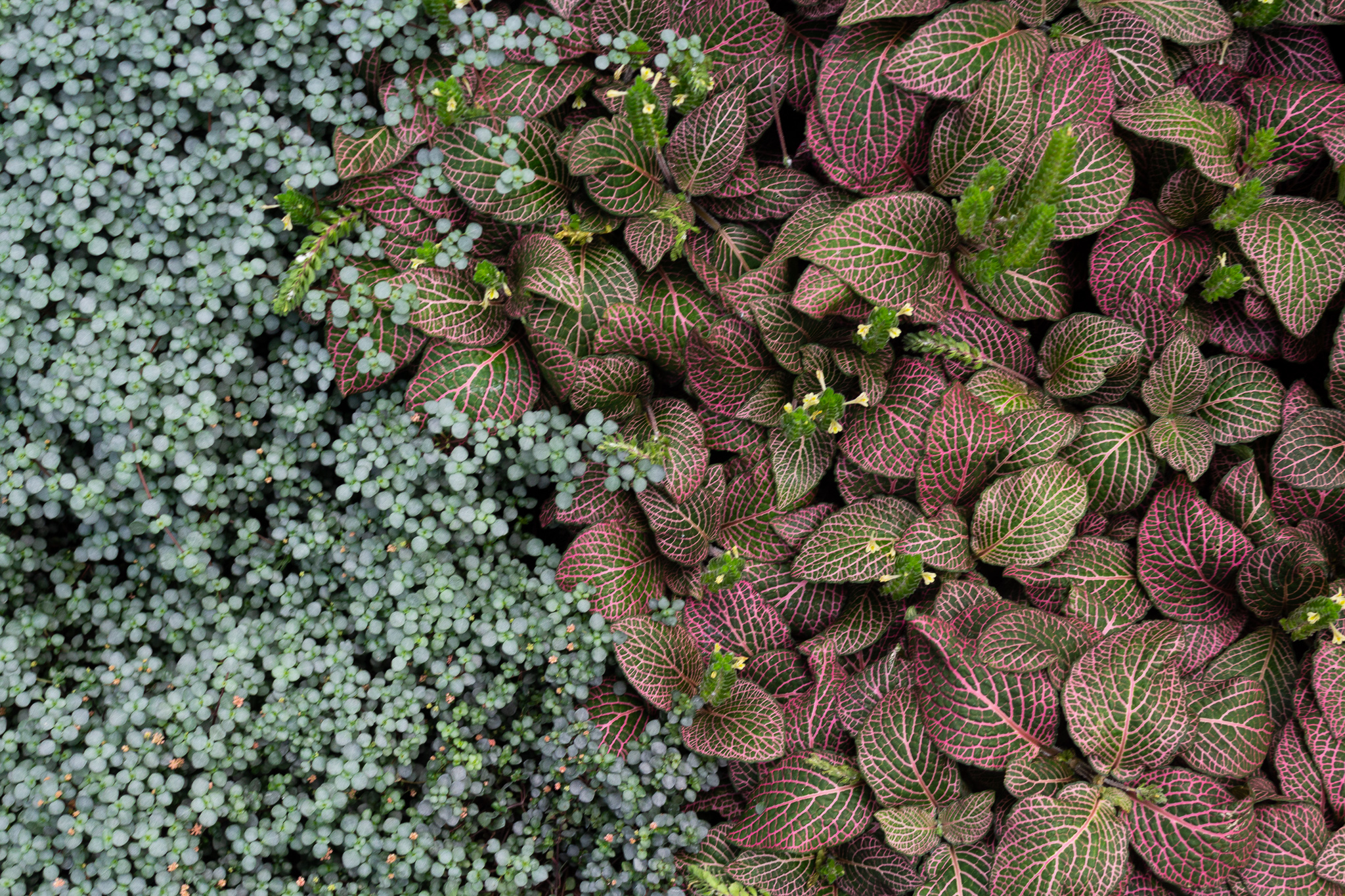 Ground covered with tiny, round, pale green plants on the left and on the right plants with pointed, dark, pink-veined leaves