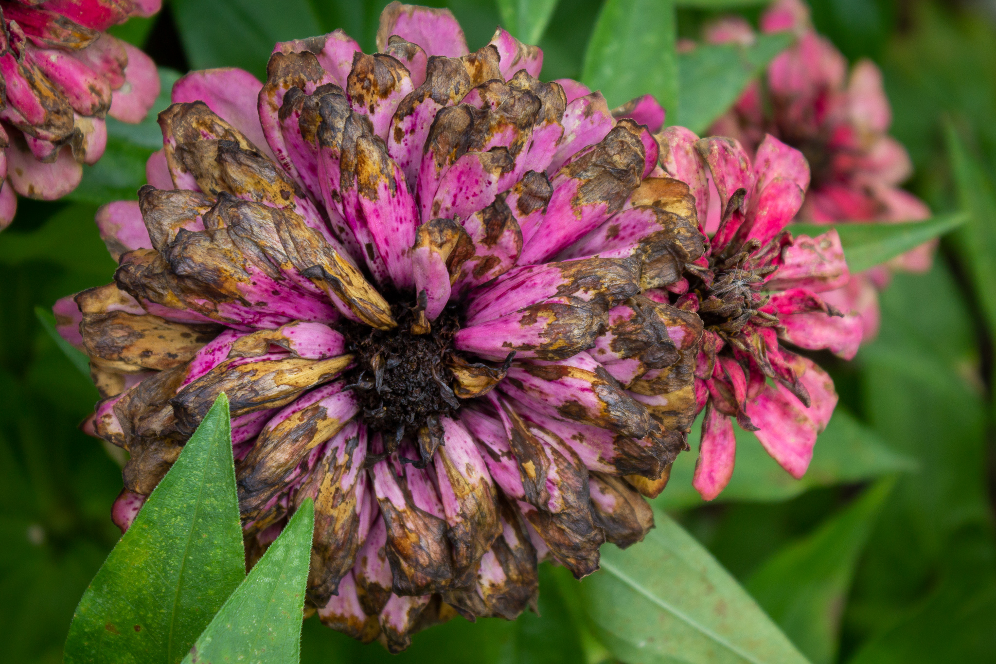 Closeup on a round pink flower with rotting petals