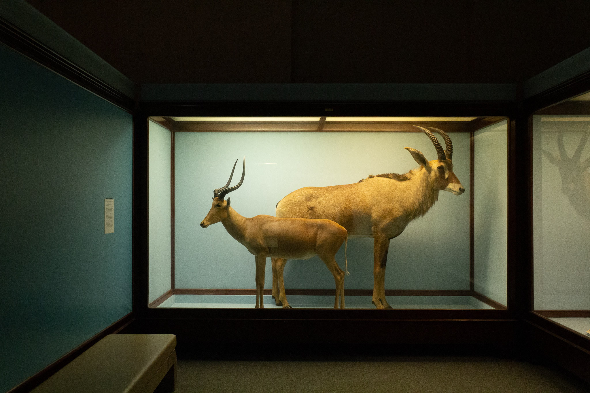 Large case of taxidermied deer in front of pale blue walls