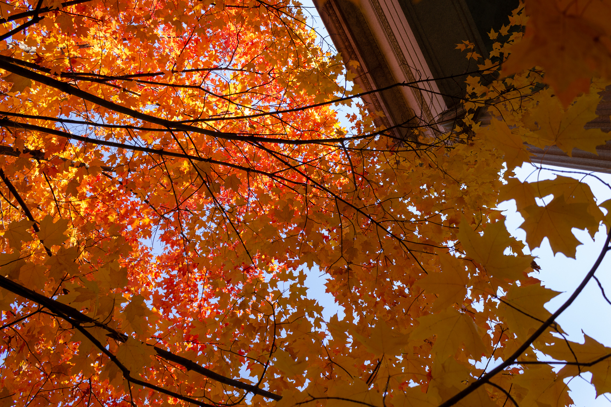 Looking up through the red leaves of a tall maple tree