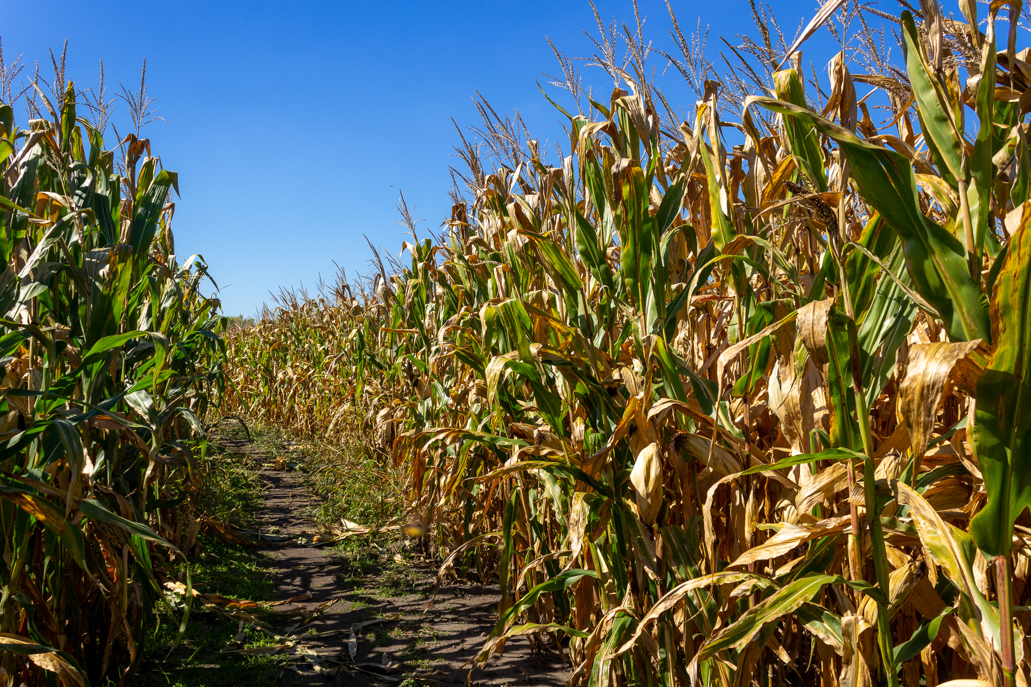 A long path, slanting to the left, cut through a field of yellow cornstalks under a blue sky
