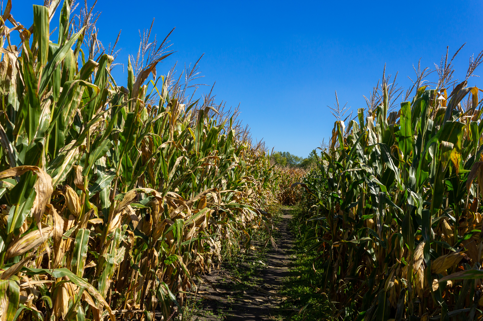 A long path, slanting to the right, cut through a field of yellow cornstalks under a blue sky