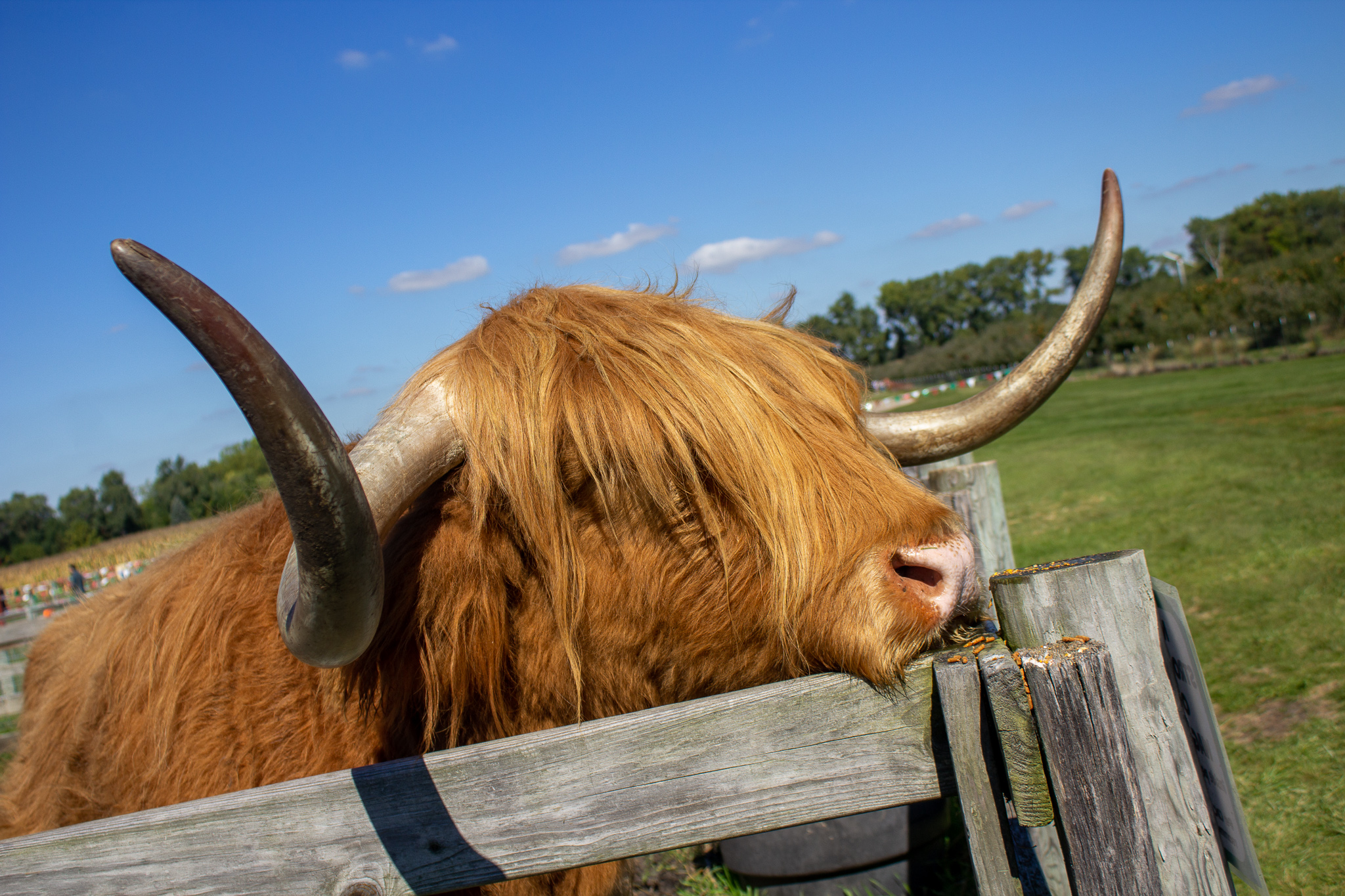 A Highland cow with long reddish fur and long curved horns rests its nose on a fence post