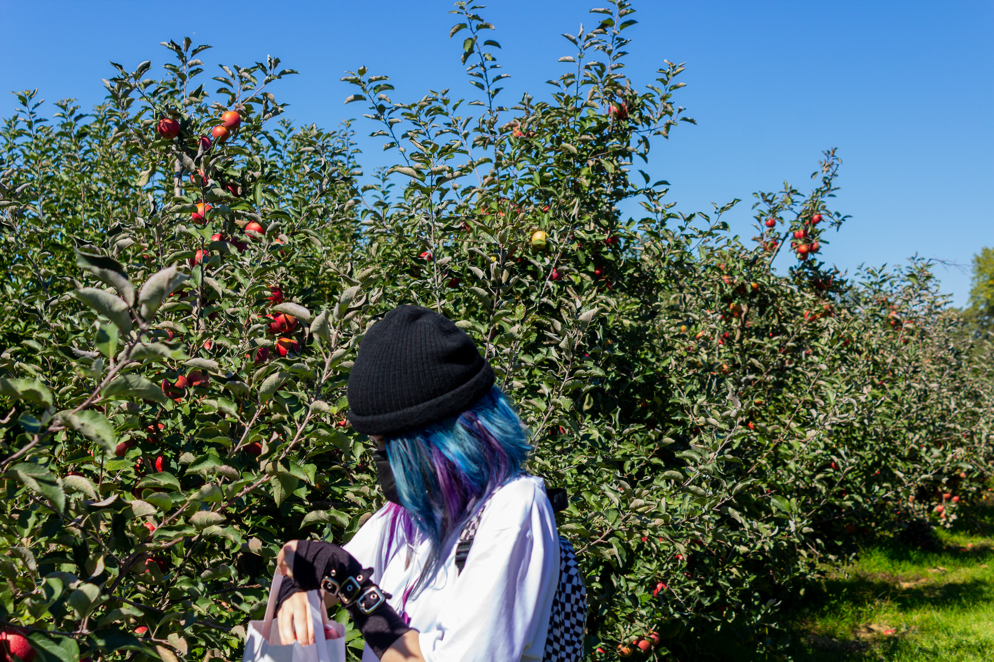 A girl wearing a black cap over blue- and purple-dyed hair puts an apple into a bag in front of a line of green apple trees dotted with red apples under a blue sky