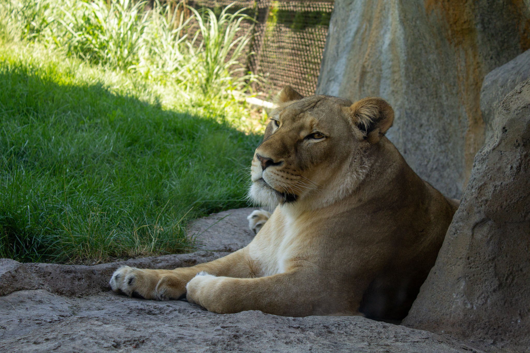 An angled view of the head and shoulders of a lioness