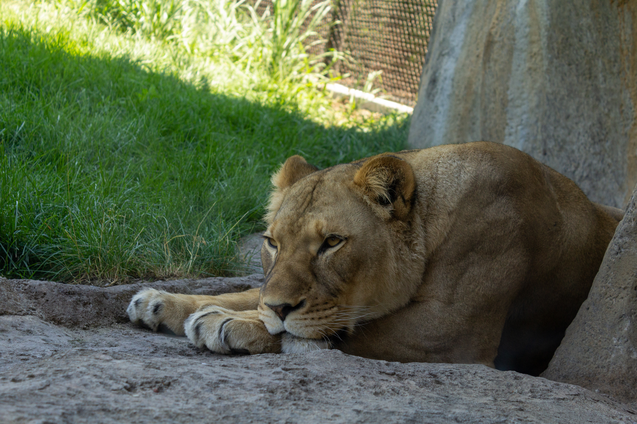 Head and shoulders of a lioness resting her head on her paws, golden eyes open