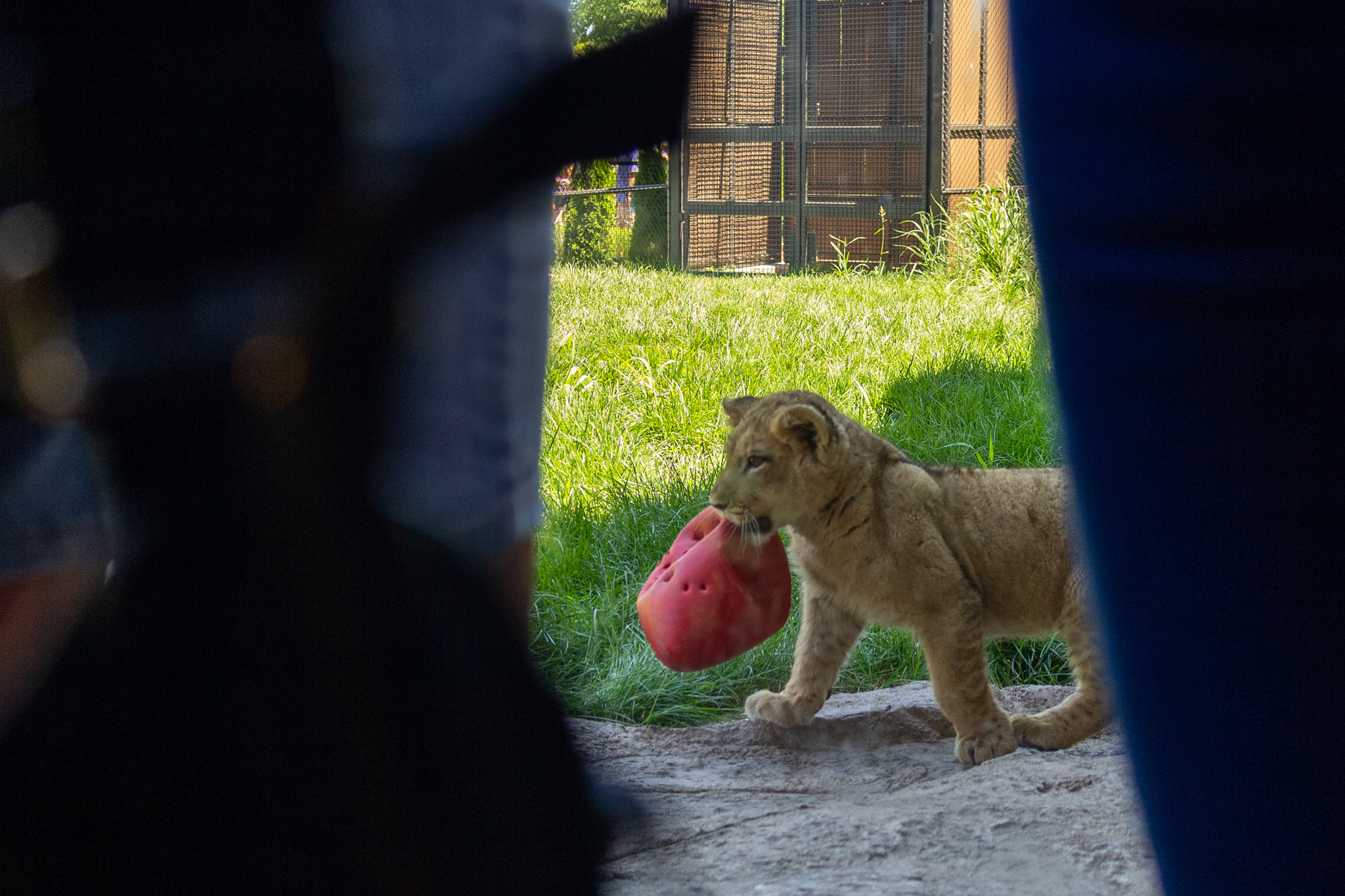 Side view of a lion cub holding a battered red ball in its small jaws
